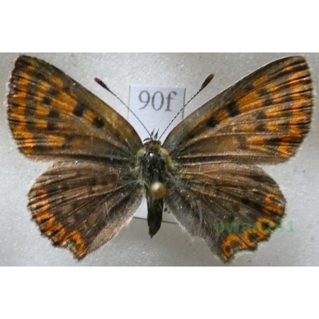 Lycaena tityrus (Poda, 1761) female Czerwończyk uroczek Slovakia90f